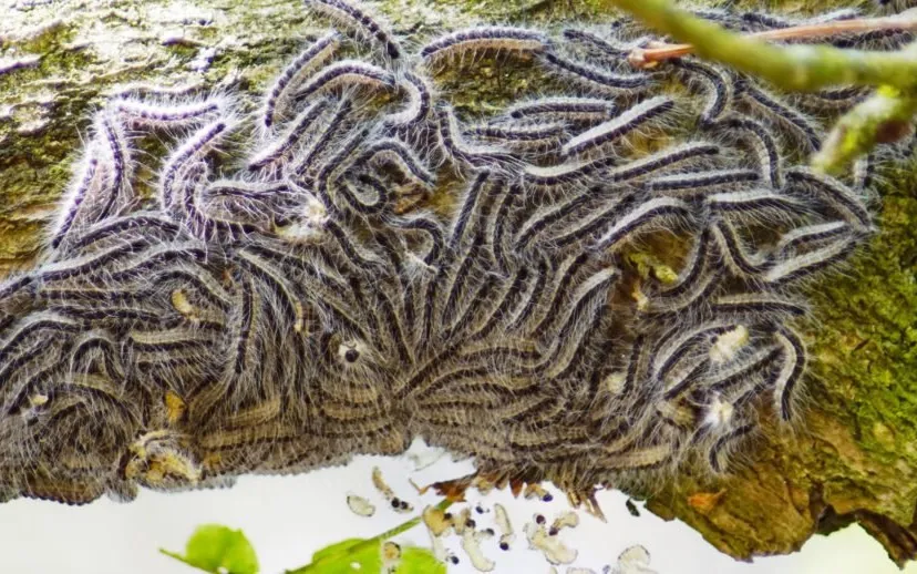 eikenprocessierups andre baltes 915x518 1