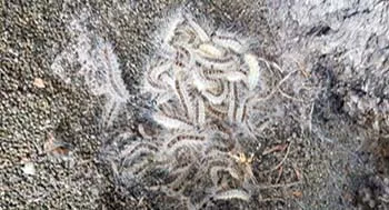 eikenprocessierupsbannerwebimage