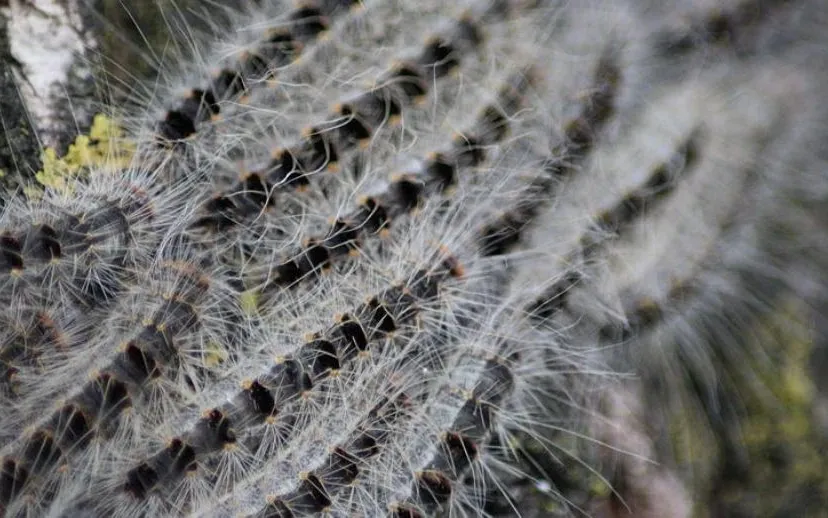 eikenprocessierupskleuskewikimedia 915x518 1