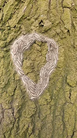 eikenprocessierupspixabay 4258616 480