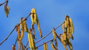 elzepollen elsemagriet cc 0 pexels 286x162