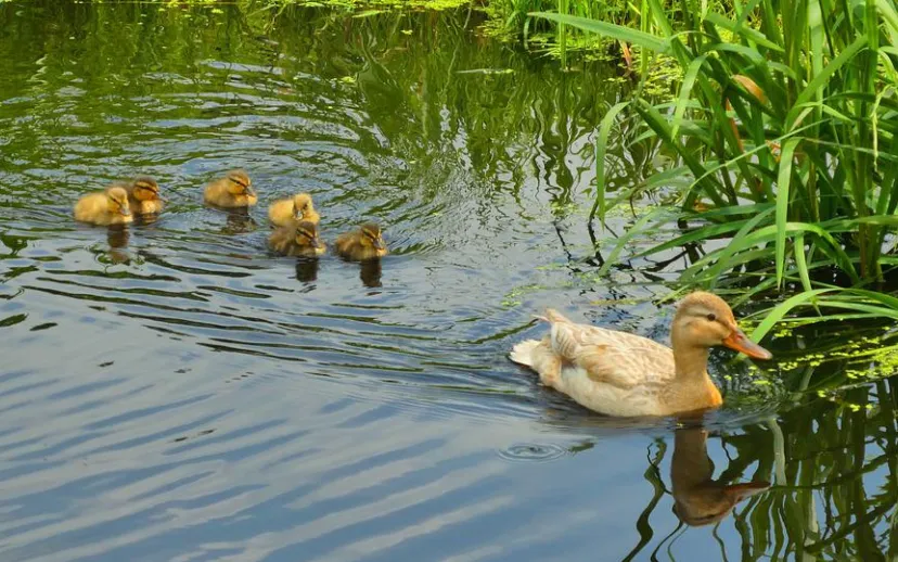 endjes water elsemargriet pixabay 915x518 1