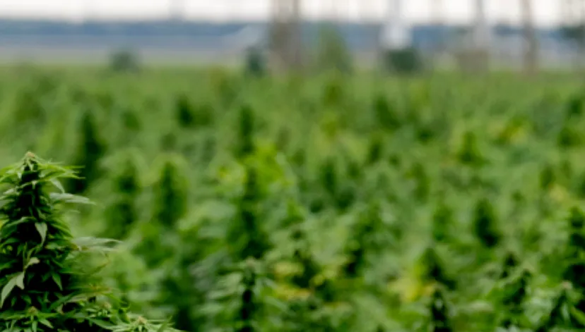 experiment gesloten coffeeshopketen wietexperiment rijksoverheidnl