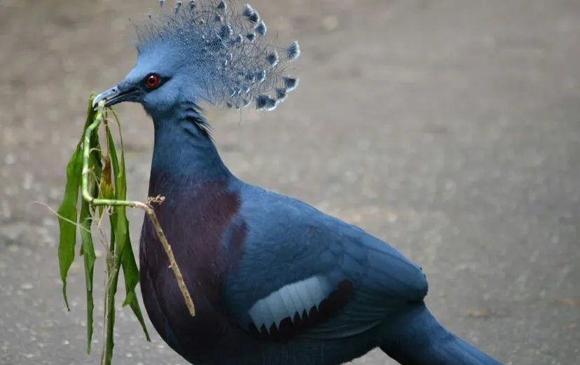 f63i91nk53db5o5p6gfaf9j6u burgerszooarnhemnieuwssvenhans20140711 6