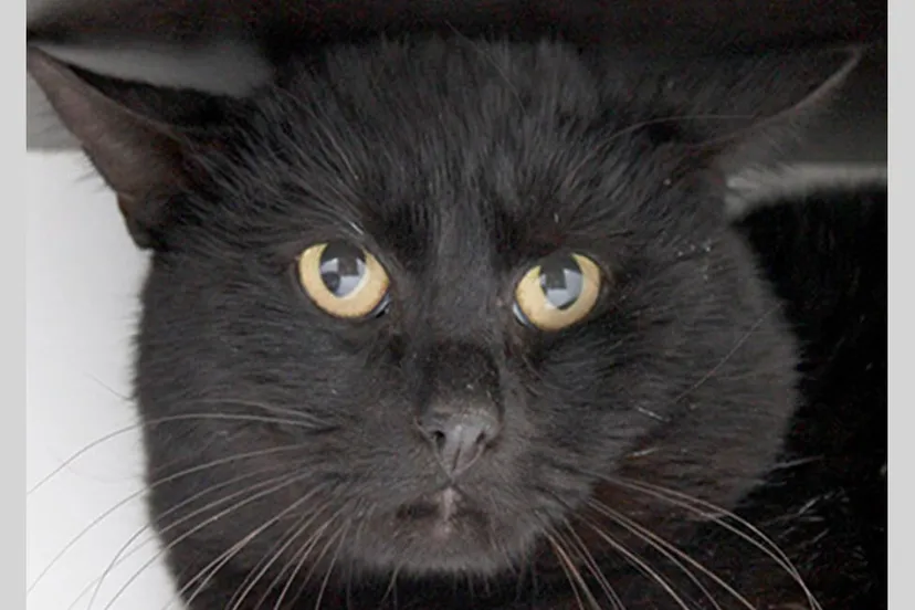 floris dierentehuis arnhem en omstreken