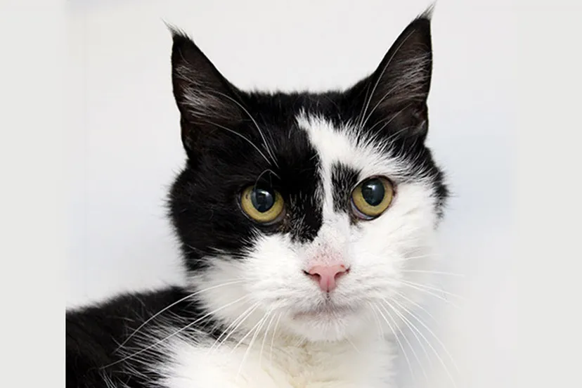 frodo dierentehuis arnhem en omstreken