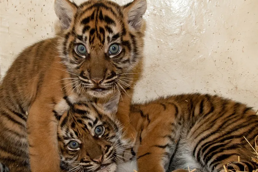 ft5z9dod8apmvzbc91hea7kug tijgertweelingtheo kruseburgers zoo arhem