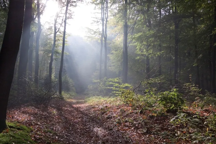 fwup6g4yizsud20grh1kpkuzl warnsborn herfstlandschap jennie burgers