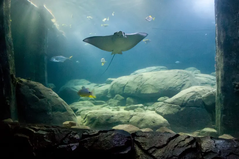 g0cz1fad8bsmusa90u9q7xour burgerszooarnhemtheokruse