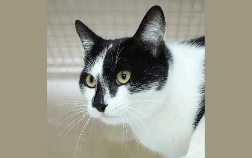 gijs dierentehuis arnhem en omstreken 915x518