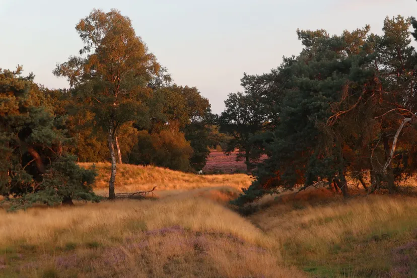 grafheuvels op de veluwe door eva kaptijn 1