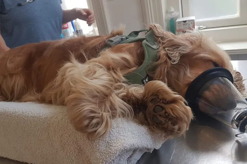 grasaaroperatie carlien vossepoeljpg 1440x795 q85 subsampling 2 1