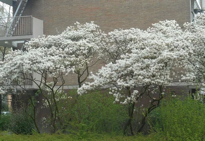 gratis boom krentenboompje