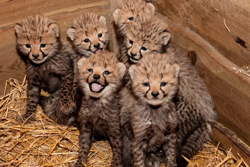 gyf580m5d4rvw9g8bxtrb3bay cheetazesling