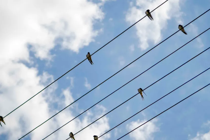 h7y959r15pl9gx3ajcxhha0i8 spanningskabels