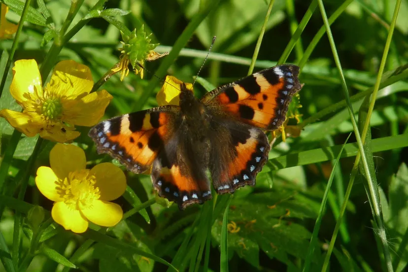 harryrietbergvlinder2p1000416