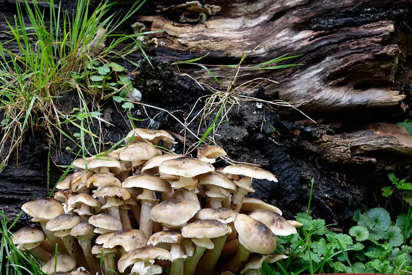 heemtuin paddenstoelentocht natuurcentrum arnhem