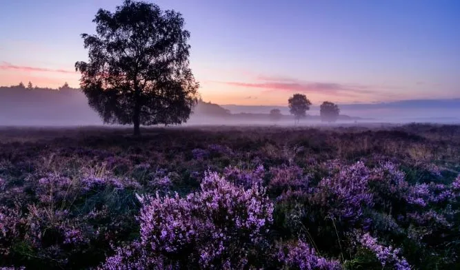 heidebloeitweer jeroenvan wijk f58daf6d 244b 4925 bafb a0a5c56c7ce5 thumb840