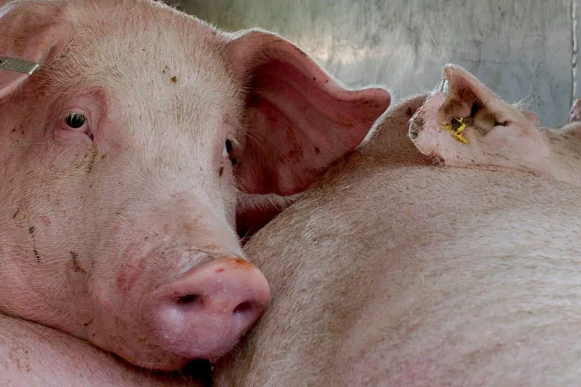 hittestress homepage header