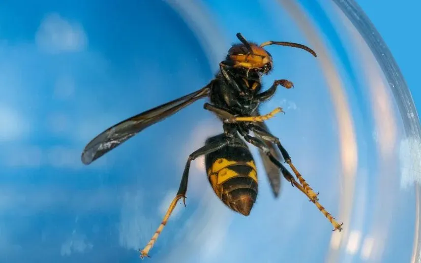 hoornaar larneg pixabay 915x518 1