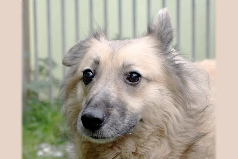 huisdier van de week donna dierentehuis arnhem en omstreken