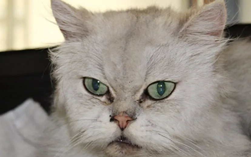 huisdiervan de week taz dierentehuis arnhem en omstreken 915x518 1