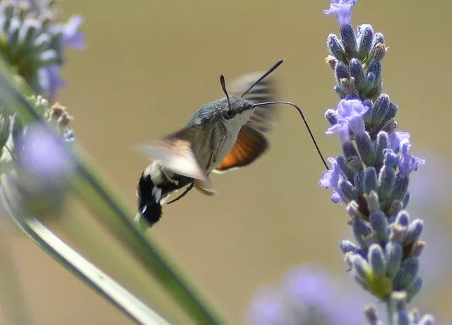 hummingbird hawk moth 4750298 640