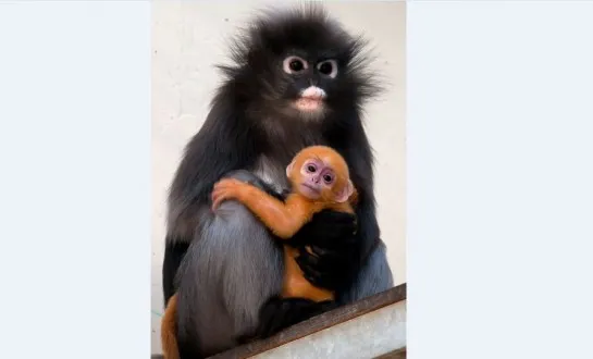 hxz0kufpn1mlueho1wdss5p23 191017