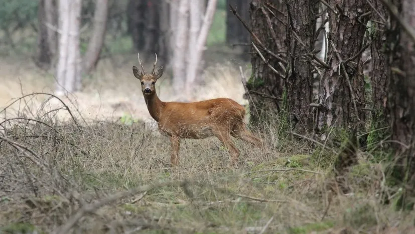 ify1uqrqmoeo7thhlax7dqq9c reebok 1