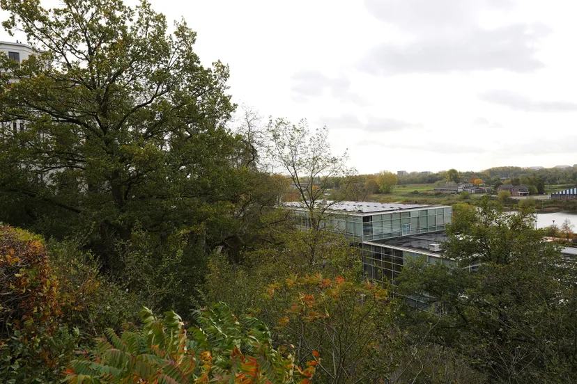 illegalebomenkap onderlangsjpeg