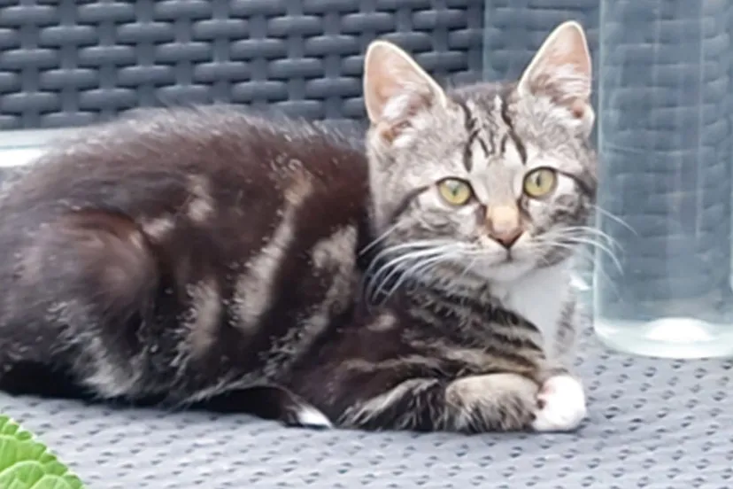 ina dierentehuis arnhem en omstreken