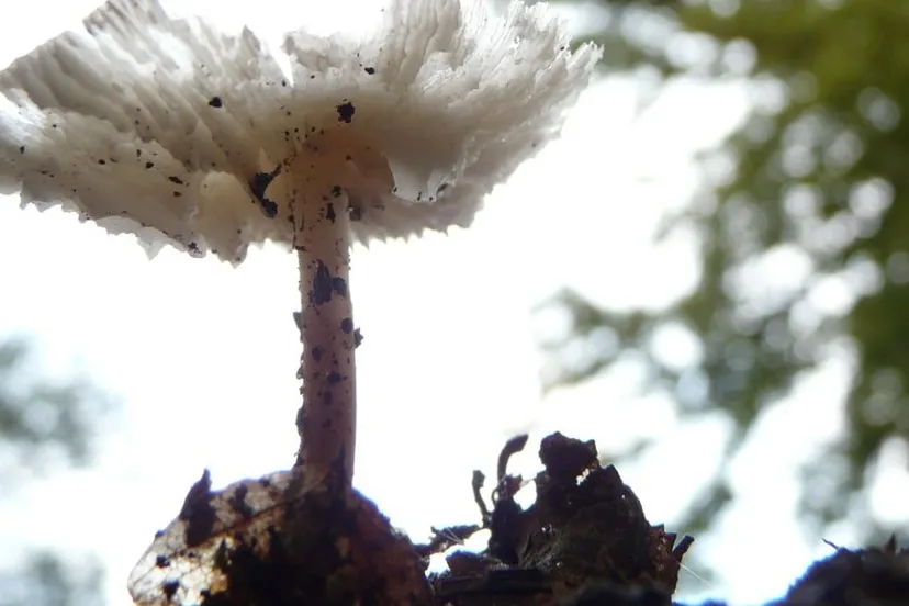 j6bfse19t9g7096nq40ftcuw2 ivn arnhem paddenstoelfoto maria pompe