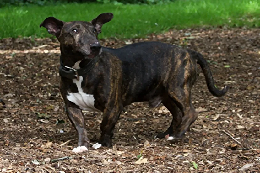 jacco 25317 2 dierentehuis arnhemen omstreken