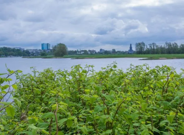 japanse duizendknoop bij arnhemwebimage