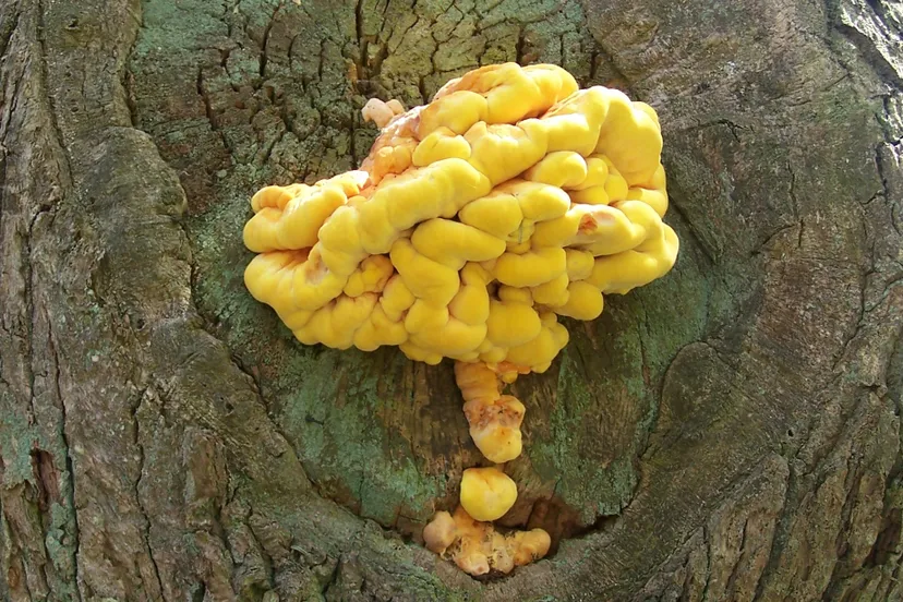 jgd9pu5nqn3wueef2fbyhqi8b paddestoelsonsbeek arnhem