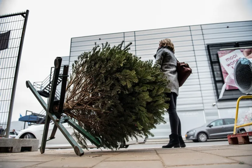 kerstboomlaten afhalengemeente arnhem415994258 761666279326092 2612467079402356731 n