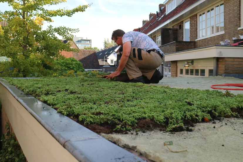 klimaatbestendiggroenedak img 3154 1