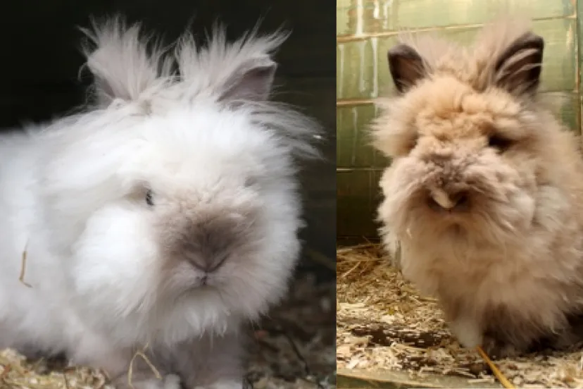 kodi kina dierentehuis arnhem en omstreken