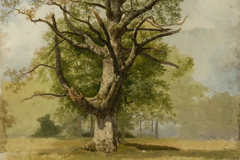 koekkoekde grote beuk schets