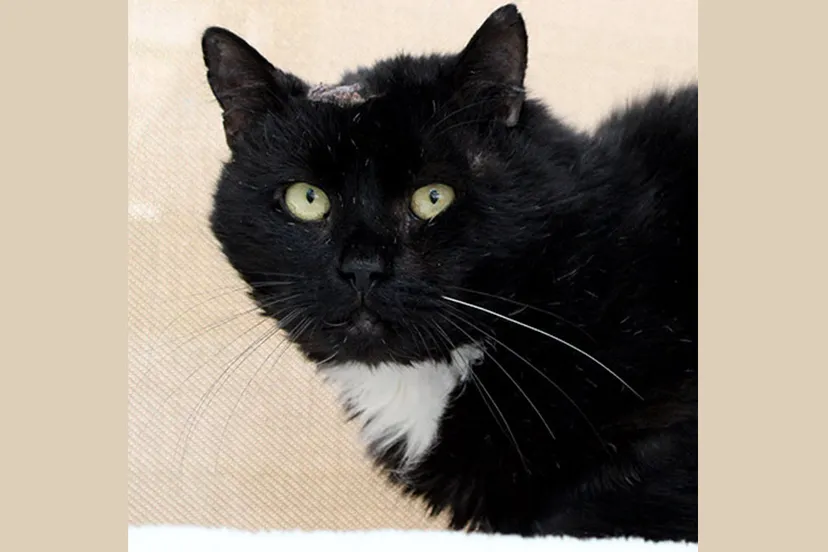 koen dierentehuis arnhem en omstreken