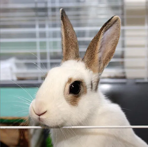 konijn2knibbel nieuw fotob