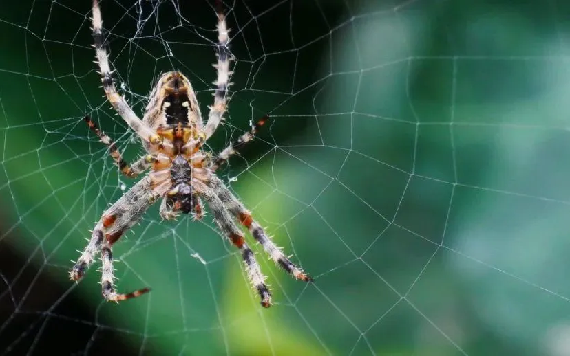 kruisspin werner redlich via pixabay 915x518