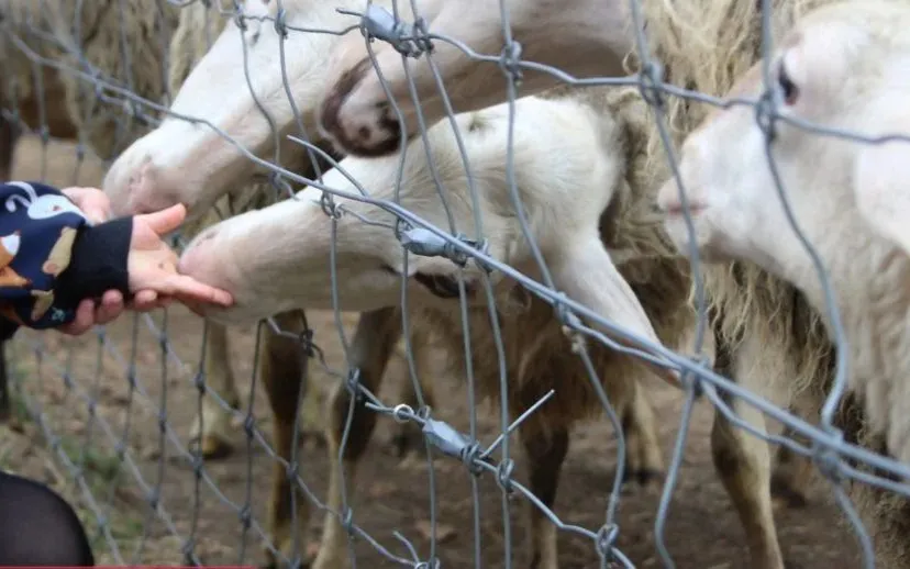lammetjesdag rhedense schaapskudderhedennieuws 2019 191 915x518 1