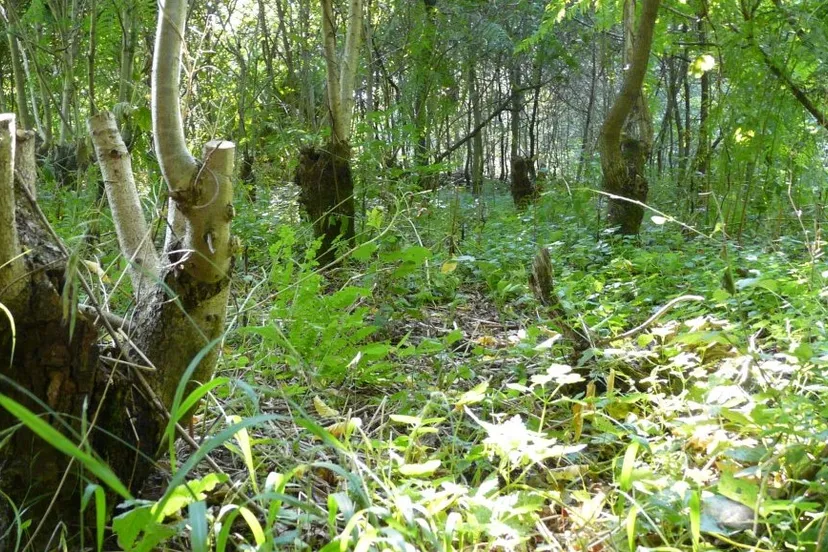 lhyxes7mjujh18ki3tilns9zx ivn arnhembomenmaria pompe 1