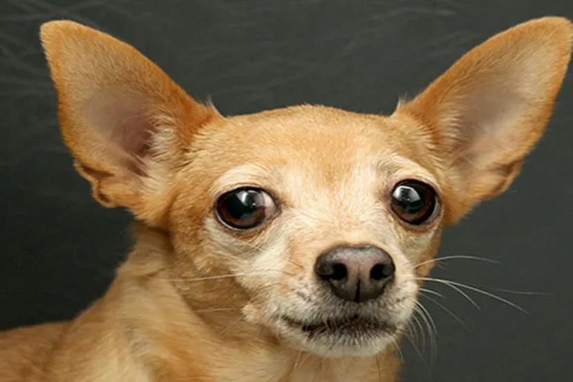 lizzy dierentehuis arnhem en omstreken