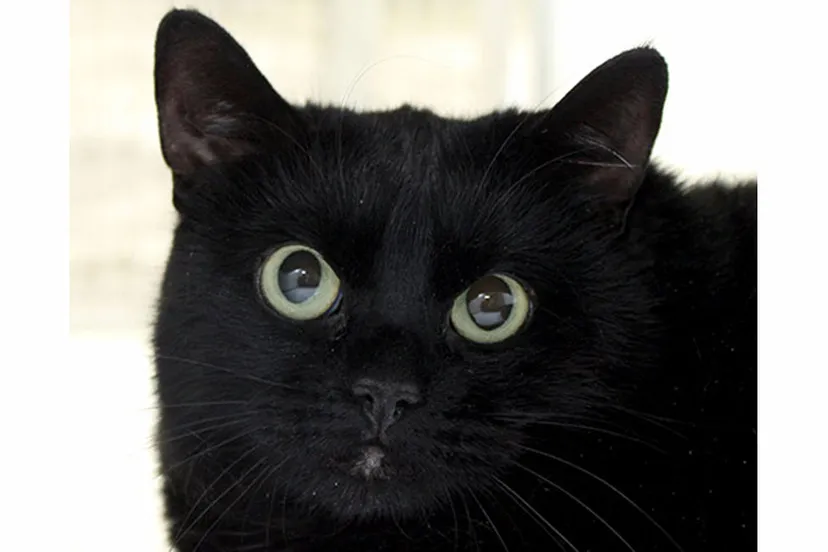 loya dierentehuis arnhem en omstreken