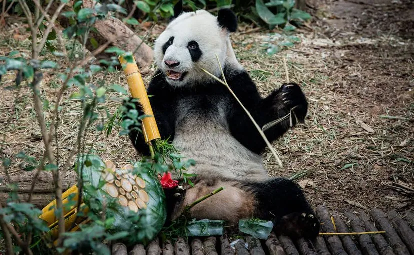 ma1lwrvqy09qk2a1w7gugo6b3 pandachinareuzenpandadierentuinbedreigdediersoorthqfotoa