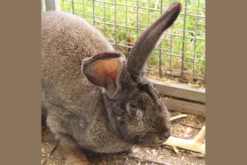 madelief dierentehuis arnhem en omstreken