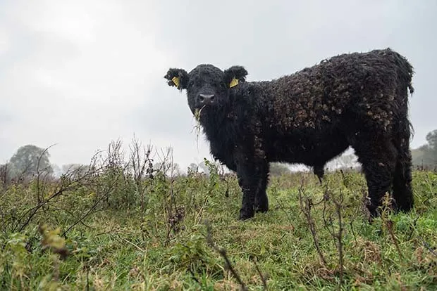 meinerswijkgemeentearnhem