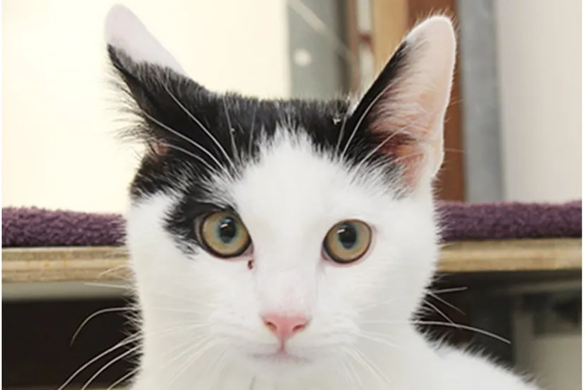 mouzy dierentehuis arnhem en omstreken